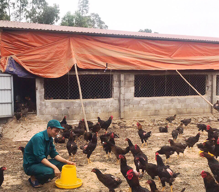 Nhiều thanh niên Quảng Ninh mạnh dạn đầu tư trang trại chăn nuôi phát triển kinh tế gia đình.