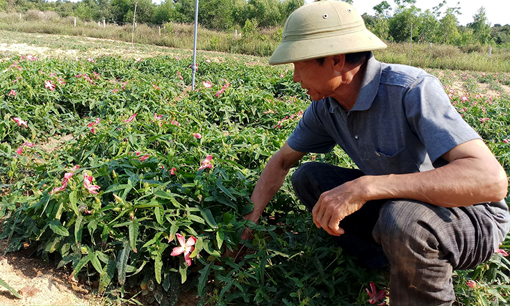 Nhiều hộ nông dân ở Quảng Trạch đã mạnh dạn chuyển đổi cơ cấu cây trồng để phát triển kinh tế.
