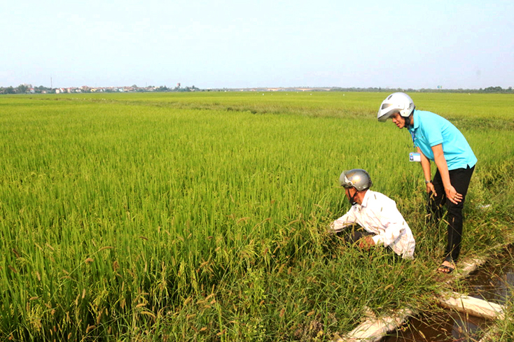 Nhờ chủ động điều tiết nguồn nước tưới, nhiều diện tích lúa đông-xuân phát triển tốt.    