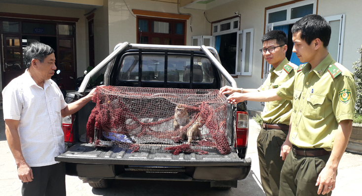  Anh Trần Hồng Sơn giao nộp hai cá thể khỉ cho Hạt Kiểm lâm Tuyên Hóa.