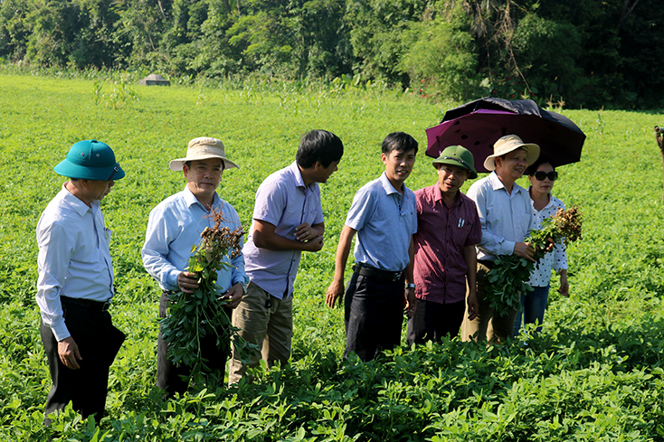 Việc áp dụng phương pháp trồng lạc mới vào sản xuất góp phần tăng năng suất, sản lượng, nâng cao thu nhập cho bà con.