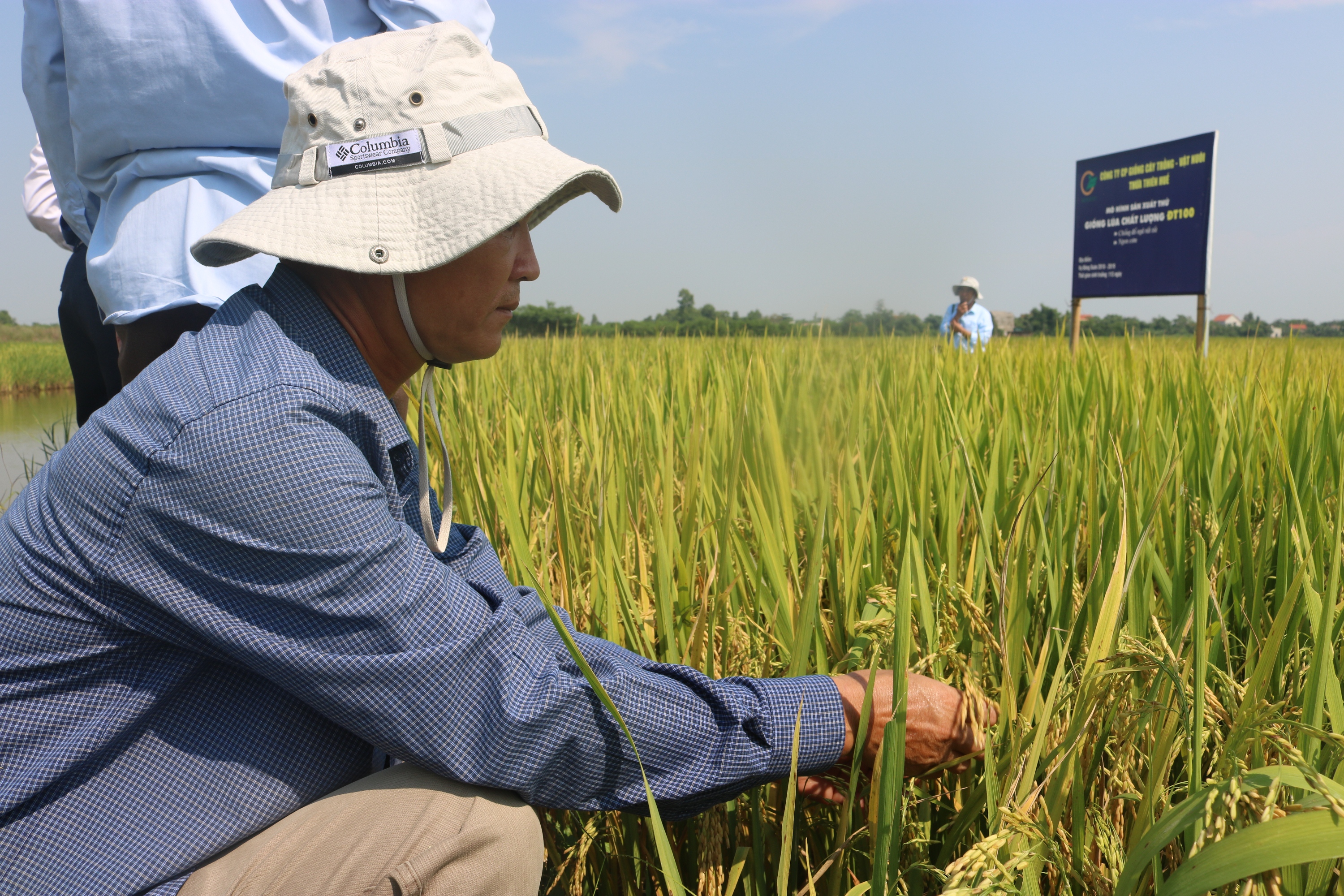 Giống láu thuần ĐT 100 cho năng suất 75 - 80tạ/ha