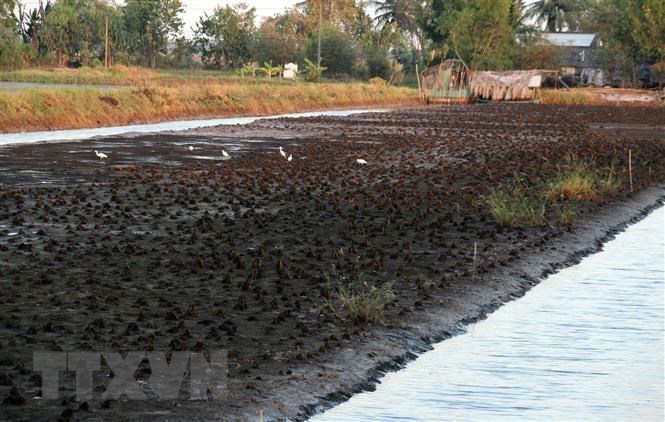   Nông dân xã Minh Thuận, huyện U Minh Thượng làm đất chuẩn bị thả nuôi vụ tôm nước lợ tránh hạn mặn. (Ảnh: Lê Sen/TTXVN)