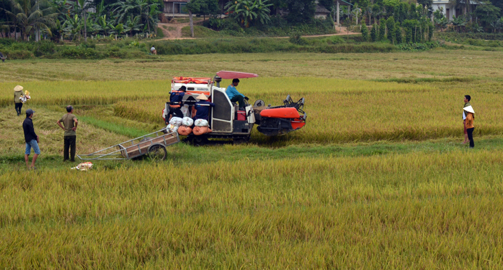 Nông dân Bố Trạch cơ bản hoàn thành thu hoạch lúa đông-xuân