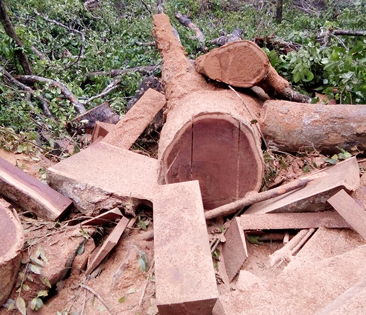 Một điểm rừng bị khai thác trái phép trên địa bàn xã Trường Sơn.