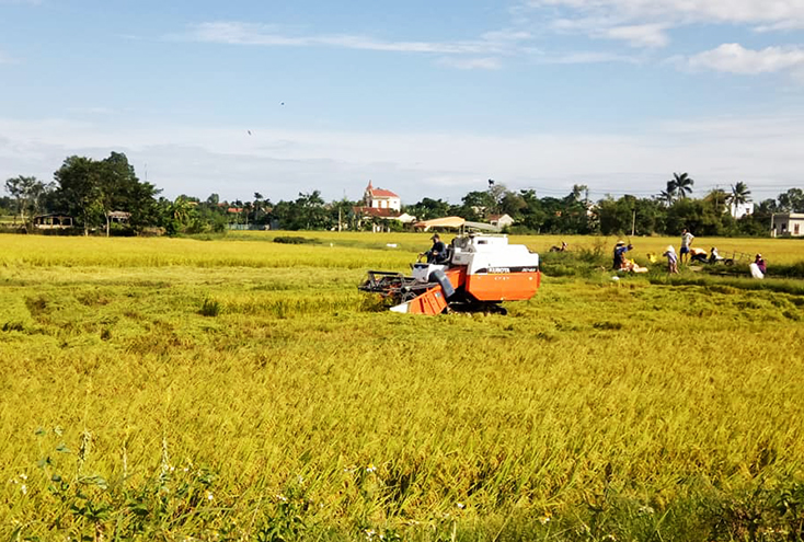 Nông dân các địa phương trong tỉnh tích cực thu hoạch lúa đông-xuân và chuẩn bị các điều kiện sản xuất vụ hè-thu.