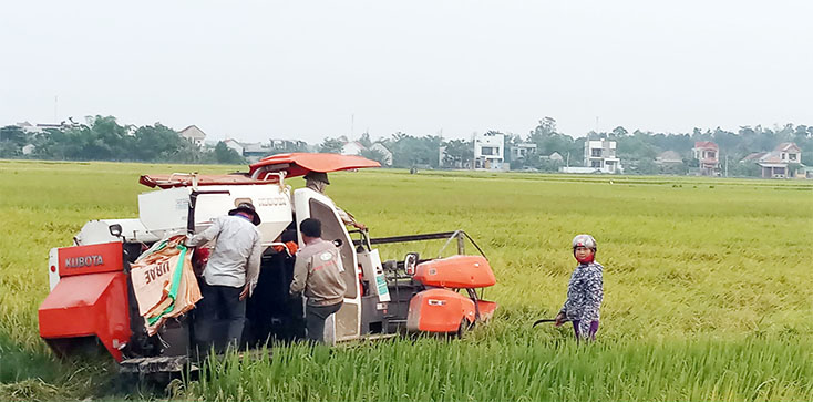 Năng suất lúa vụ đông - xuân của huyện Quảng Trạch đạt 56,6 tạ/hecta 