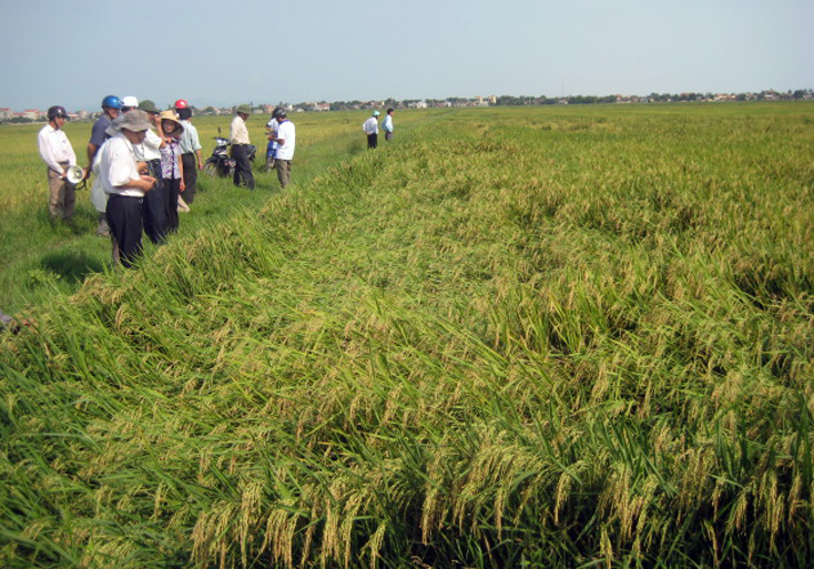 Đoàn kiểm tra liên ngành TP. Đồng Hới tahwm đồng và dự ước năng suất đạt trên 57 tạ/ha