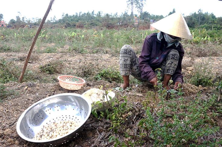 Trồng nén mang lại hiệu quả kinh tế cao cho người dân Vạn Ninh. 