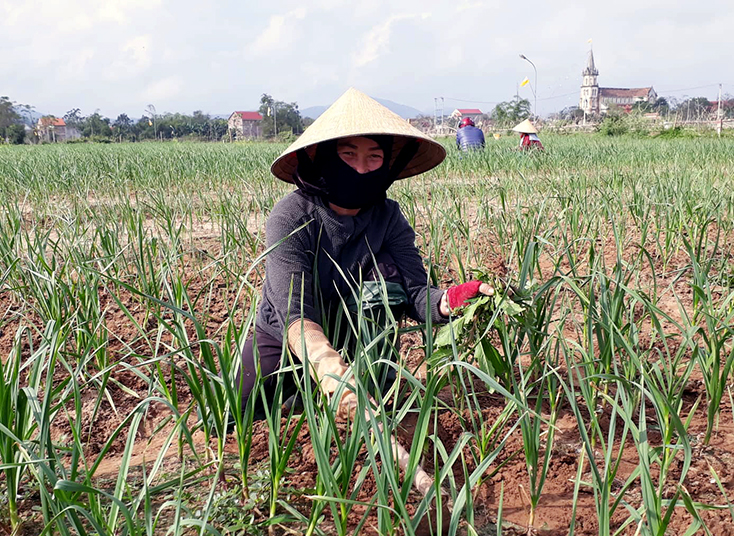 Mô hình trồng tỏi ở xã Quảng Minh mang lại hiệu quả kinh tế cao.