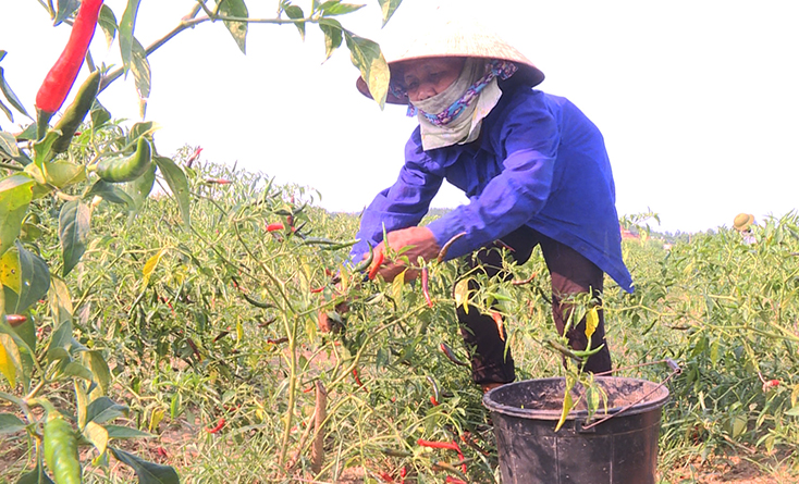 Năm nay, cây ớt ở Bố Trạch cho năng suất cao, ước đạt 500-600kg/sào.
