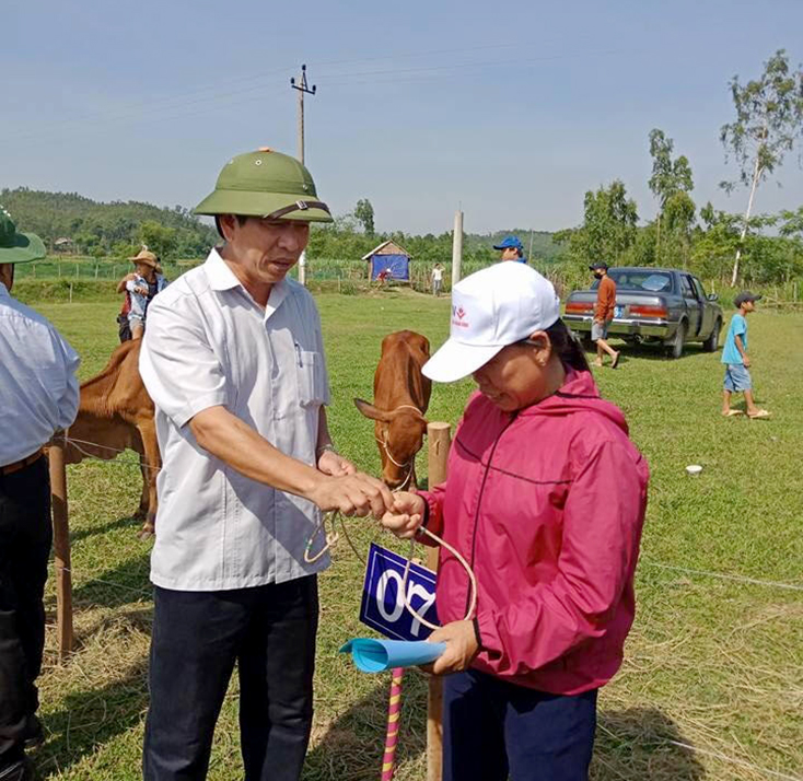 Lãnh đạo Ủy ban MTTQVN huyện Quảng Trạch trao bò giống cho người nghèo.