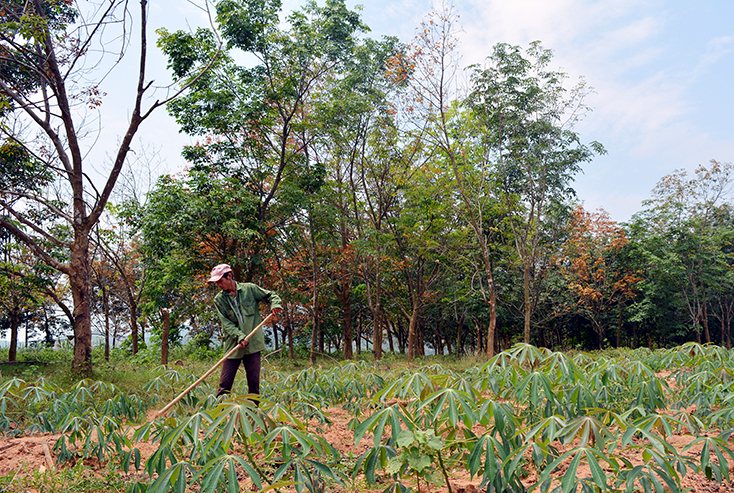 Người dân ở xã Tây Trạch chuyển đổi một số diện tích trồng cây cao su sang trồng sắn.