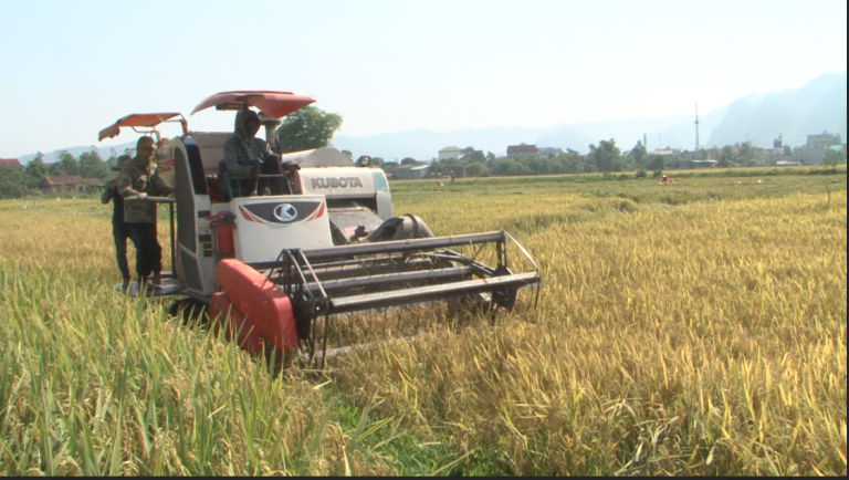 Nông dân Minh Hóa thu hoạch vụ lúa đông xuân bằng máy gặt đập liên hợp