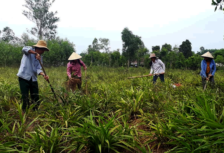 Mô hình trồng cây nhang nguyên liệu của hội viên hội phụ nữ xã Thái Thủy (Lệ Thủy) là một hướng đi mới, hiệu quả cần được nhâ Tải