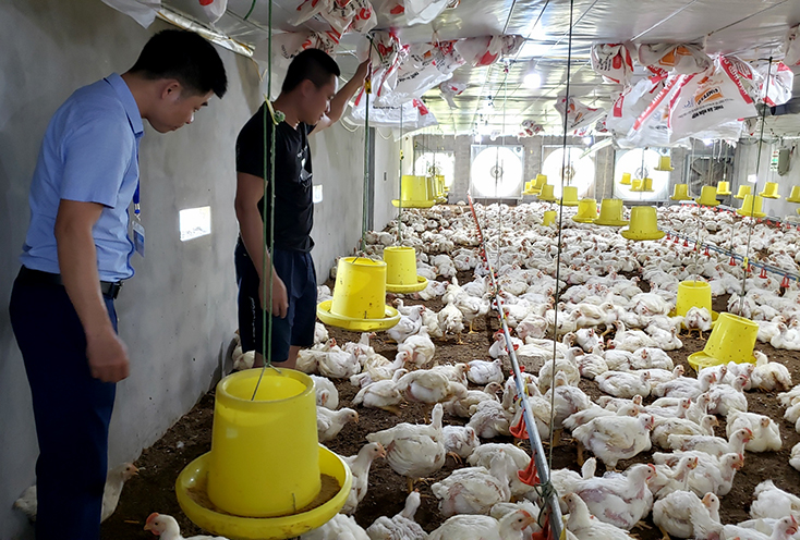 Mô hình nuôi gà theo hướng công nghệ khép kín đem lại thu nhập ổn định cho gia đình anh Phạm Văn Hùng, thôn Tam Đa, xã Sơn Hóa.