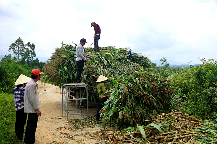 Các dự án do IFAD tài trợ đã tạo ra sự đổi thay ngoạn mục trong sản xuất nông nghiệp và đời sống người dân Quảng Bình. 