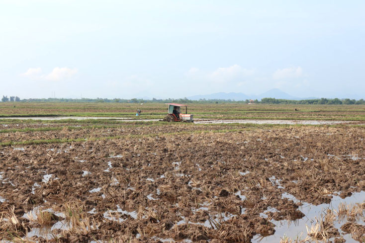 Nông dân xã Vĩnh Ninh, Quảng Ninh làm đất để chuẩn bị gieo sạ.