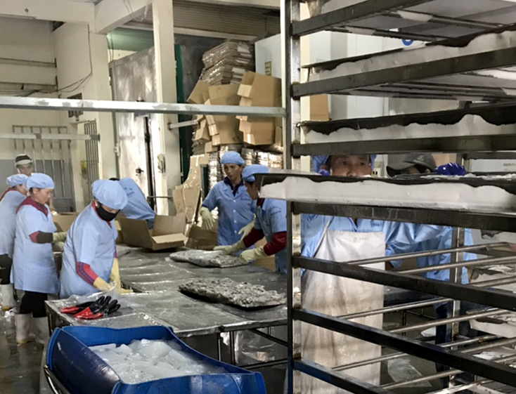 Chuỗi liên kết sản xuất chế biến và tiêu thụ hải sản của Công ty Thanh Quang với hệ thống thiết bị máy móc hiện đại, công nhân lành nghề.