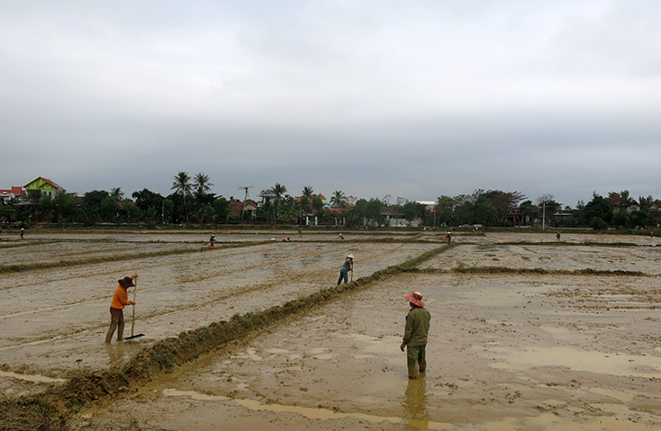 Để tích cực phòng chống hạn, huyện Quảng Trạch kêu gọi người dân tận dụng nguồn nước ao, hồ, kênh mương để sản xuất lúa hè-thu.