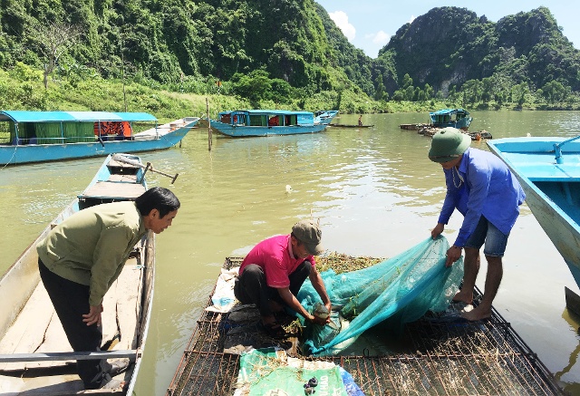 Gia đình bà Nguyễn Thị Hiếu ở Thôn Na, xã Sơn Trạch, huyện Bố Trạch được vay chương trình SXKD tại VKK để chăn nuôi cá lồng trên sông Son