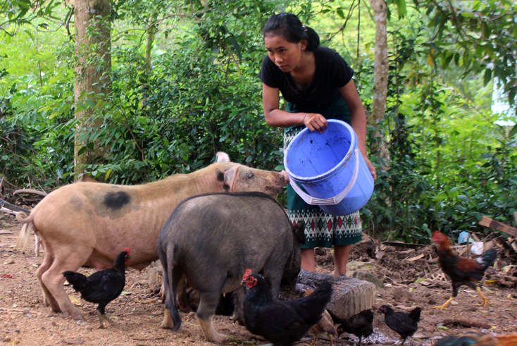 Hồ Thị Thây chăm sóc đàn lợn, gà mong tiết kiệm được tiền để mẹ chi tiêu những ngày em đi học xa nhà.