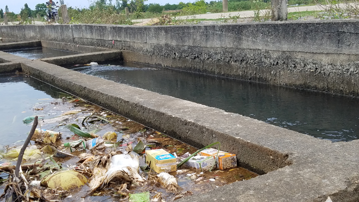 Xác vịt chết cùng vô số loại rác thải theo dòng kênh chảy về gây ô nhiễm kênh Rào Đá đoạn qua địa phận xã Tân Ninh.