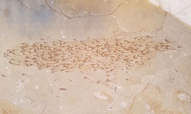  Mẫu vật hóa thạch của đàn cá cổ đại ở thế Thủy Tân. (Nguồn: IFL Science)