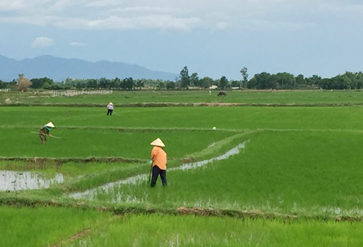 Nông dân xã Duy Ninh (huyện Quảng Ninh) chăm sóc lúa hè-thu năm 2019.