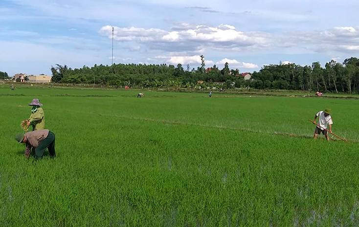 Nông dân xã Lương Ninh hoàn thành tỉa dặm lúa hè-thu.