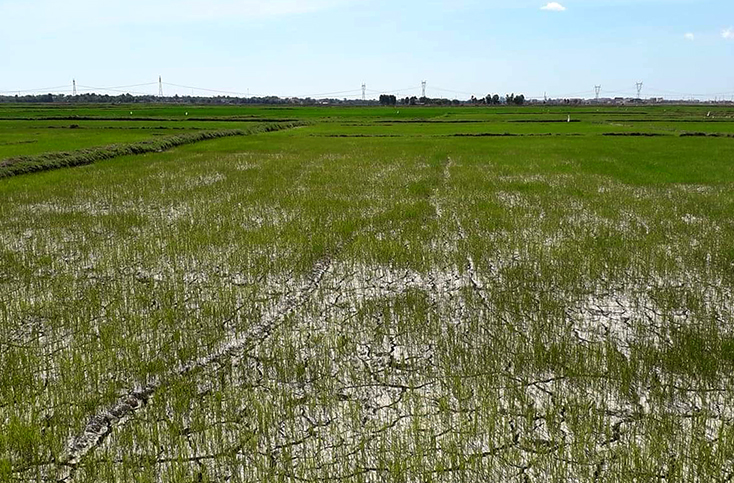 Nhiều diện tích lúa ở xã Quảng Thạch, huyện Quảng Trạch bị ảnh hưởng nặng do thiếu nước tưới (ảnh chụp ngày 8-6-2019)