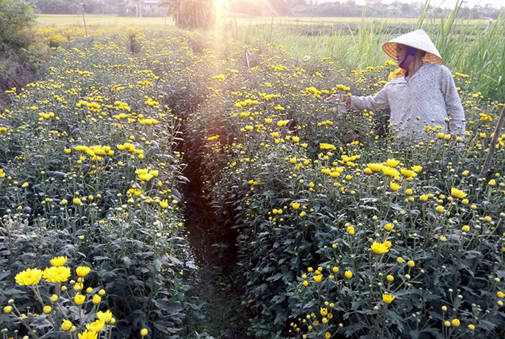 Mô hình trồng hoa trên đất lúa cho thu nhập cao ở xã Lý Trạch. 
