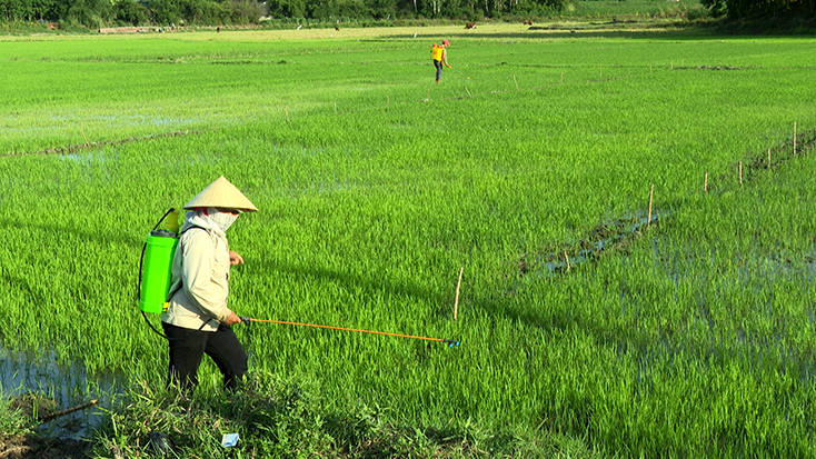 Nông dân Bố Trạch tích cực triển khai các biện pháp phòng trừ sâu cuốn lá hại lúa.