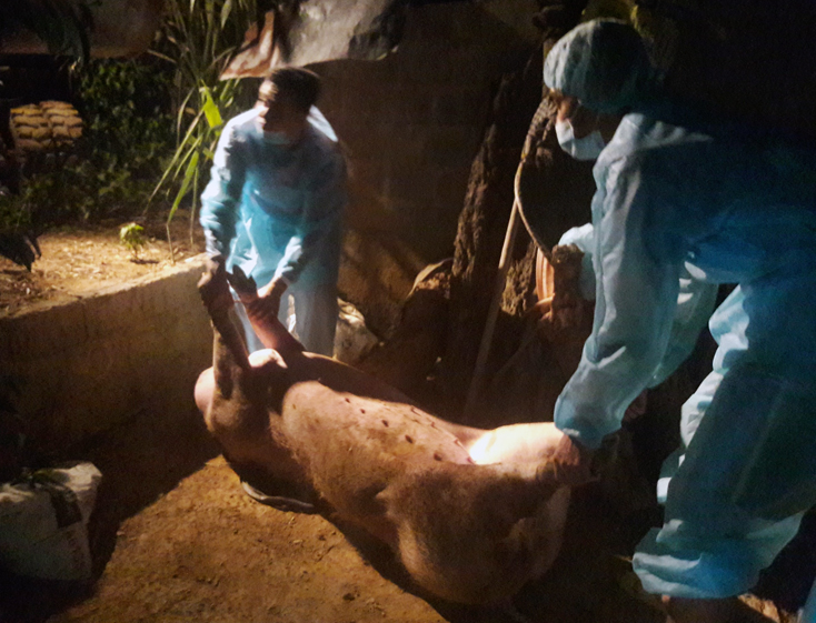 Các lực lượng chức năng tiến hành tiêu hủy số lợn tại hộ gia đình ông Đinh Minh Chính (xã Xuân Hóa, huyện Minh Hóa)…