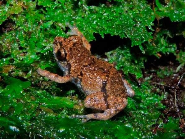 Các cá thể của loài ếch mới phát hiện này có kích cỡ chỉ từ 1-2cm. (Nguồn: bohemia.cu)
