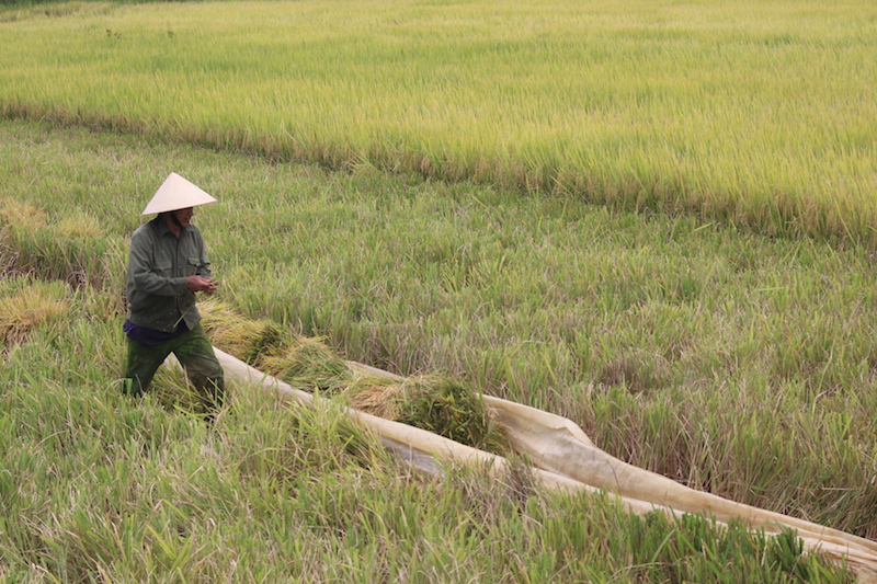 Huyện Lệ Thủy dẫn đầu với 3.109 ha lúa sản xuất theo mô hình liên kết giữa doanh nghiệp, hợp tác xã, tổ hợp tác và nông dân