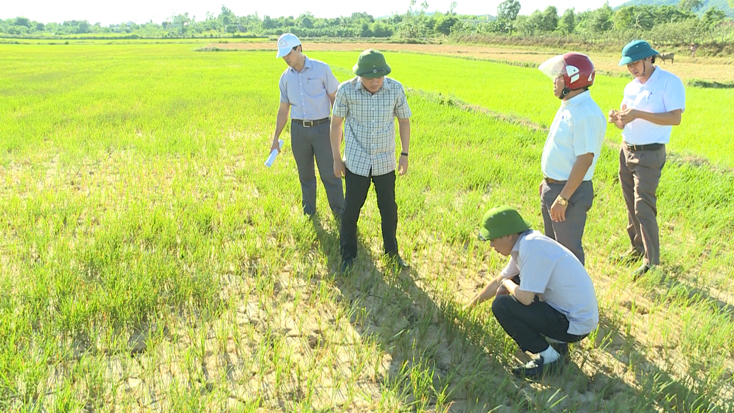 Đồng chí Bí thư Huyện ủy và đại diện các ban, ngành của huyện Bố Trạch kiểm tra tình hình sản xuất trên địa bàn.