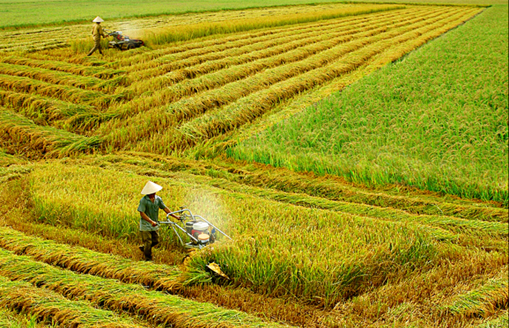 Lệ Thủy và Quảng Ninh luôn đẩy mạnh cơ giới hóa trong sản xuất nông nghiệp. Ảnh: Hoàng An