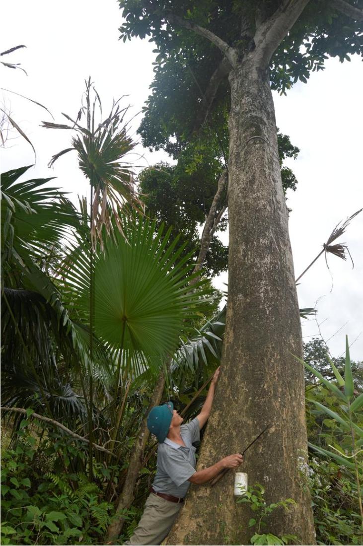 Cây gỗ rừng tự nhiên cao hàng chục mét trong vườn rừng của ông Đinh Thanh Loan ở xã Hóa Sơn, huyện Minh Hóa.