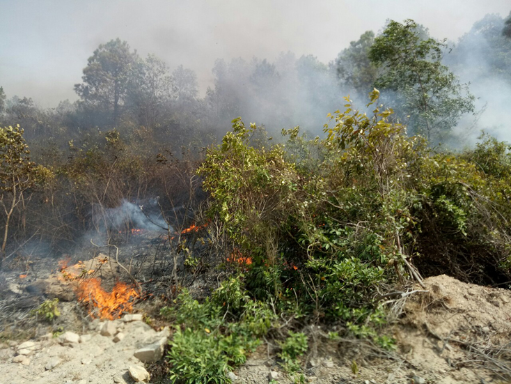 Ước tính ban đầu, đám cháy đã làm thiêu rụi khoảng 3 ha rừng thông và keo.