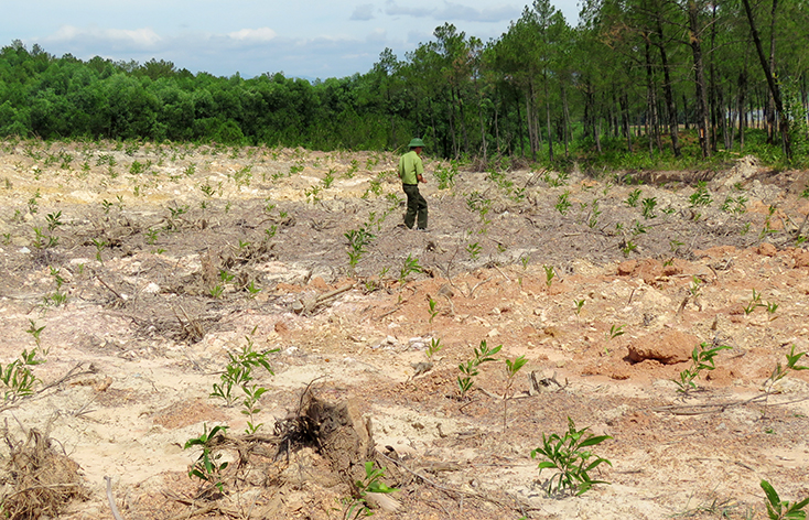 Khu đất của hộ ông Hà Minh Quang có dấu hiệu xới đảo đất mới và đã trồng cây keo từ khoảng 2 tháng trước.