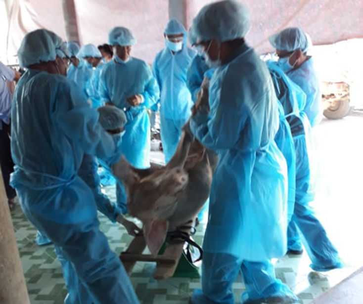 Lực lượng chức năng huyện Lệ Thủy tiêu hủy đàn lợn bị nhiễm DTLCP