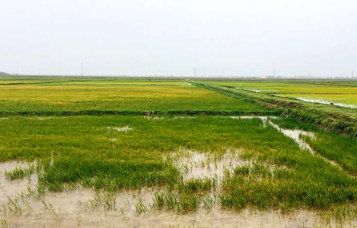 Cánh đồng Quảng Phương lúa đã bật màu xanh.  