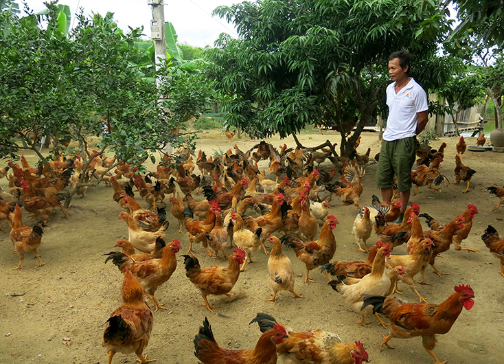 Chăn nuôi đang là thế mạnh của vùng gò đồi huyện Lệ Thủy.