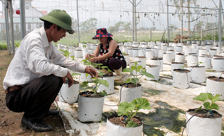 Mô hình trồng dưa lưới trong nhà kính vừa mang lại thu nhập ổn định cho gia đình ông Trần Xuân Bường, vừa an toàn sức khỏe cho người tiêu dùng.