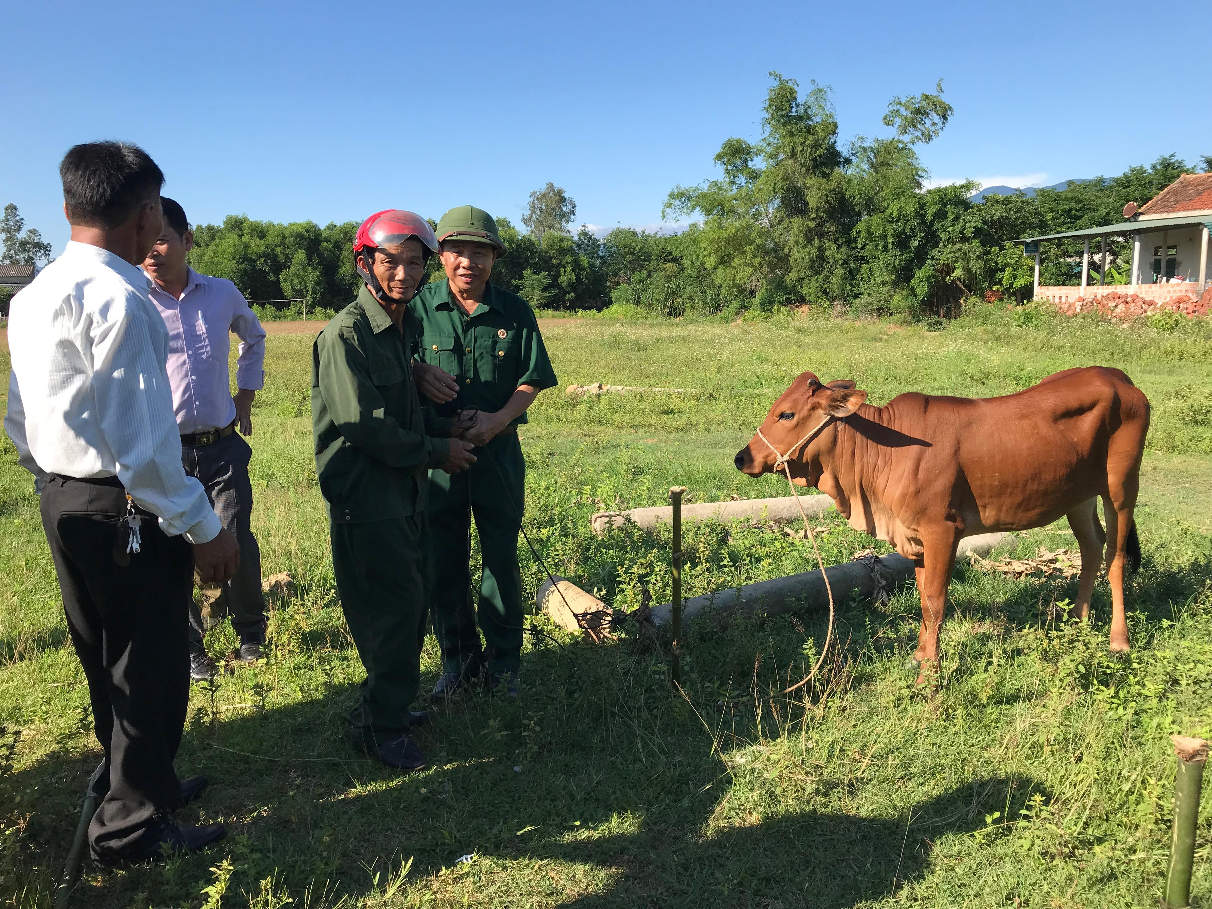 Hộ nghèo ở huyện Bố Trạch được hỗ trợ bò giống sinh sản để phát triển sản xuất