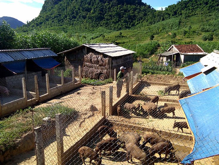 Gia trại nuôi lợn rừng lai của anh Cao Ngọc Hiếu ở thôn 5 Kim Bảng, xã Minh Hóa.