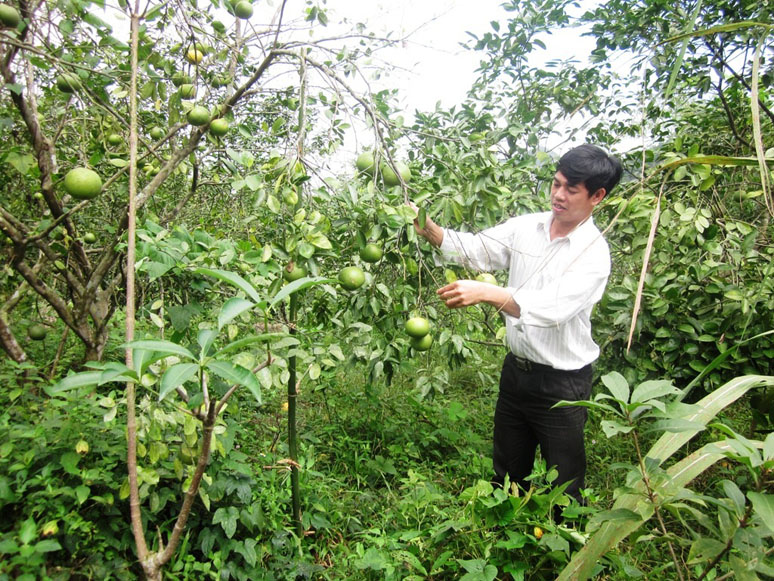 Cây cam voi trên địa bàn huyện Tuyên Hóa hiện đang bị thoái hóa giống và thu hẹp diện tích.