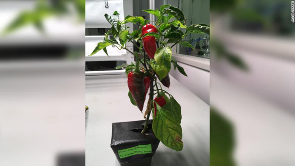 Giống ớt Española sẽ được trồng trên ISS - Ảnh: CNN