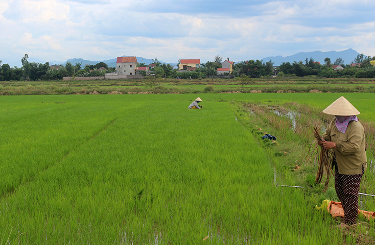 Nhiều diện tích lúa ở Quảng Ninh bị ảnh hưởng do hạn hán kéo dài.